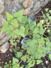 Salvia darcyi