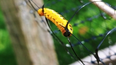 Macremphytus testaceus