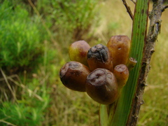 Iridaceae