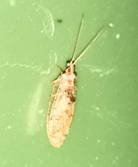 Hemerobius