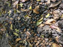 Mazama gouazoubira