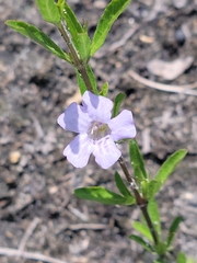 Dyschoriste angusta