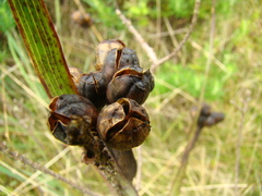 Iridaceae