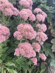 Hylotelephium maximum × spectabile