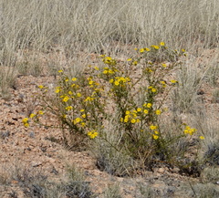 Osteospermum microcarpum