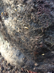 Australiatelura