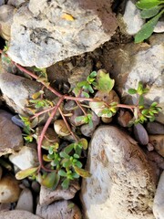 Portulaca oleracea