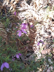 Tetratheca ericifolia