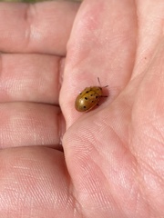 Chelymorpha phytophagica