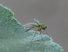 Condylostylus caudatus