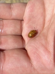 Chelymorpha phytophagica