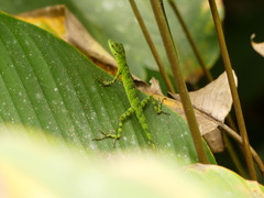 Anolis gemmosus