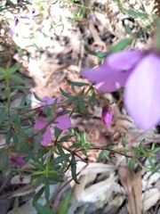 Tetratheca ericifolia