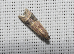 Euzopherodes charlottae