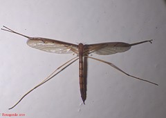 Tricyphona