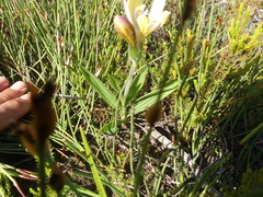 Babiana patula