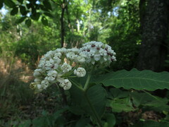 Asclepias variegata