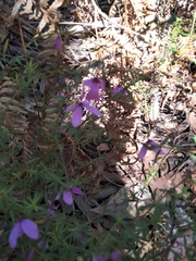 Tetratheca ericifolia