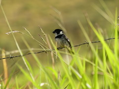 Sporophila corvina