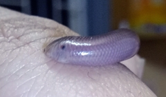 Afrotyphlops bibronii