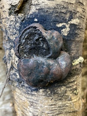 Daldinia childiae