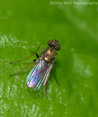 Chrysotus