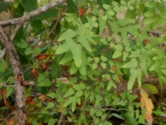 Lygodium microphyllum