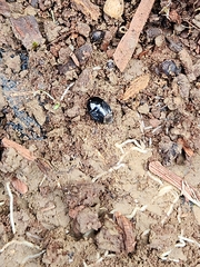 Pangaeus bilineatus