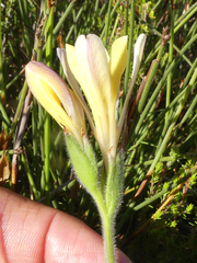 Babiana patula