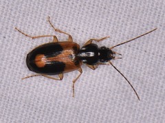 Badister elegans