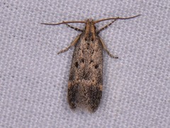 Neodactylota liguritrix