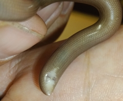 Afrotyphlops bibronii