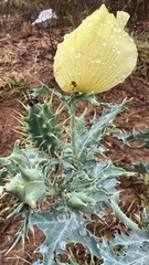 Argemone mexicana
