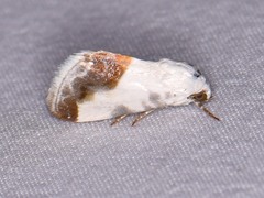 Acontia cretata