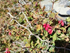 Berberis aetnensis