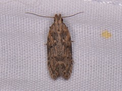 Hypatima