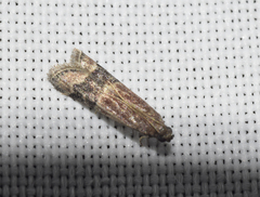 Euzopherodes charlottae