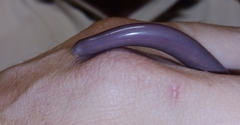 Afrotyphlops bibronii