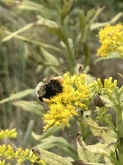 Bombus impatiens