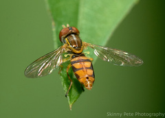 Toxomerus floralis