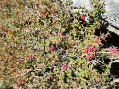 Berberis aetnensis