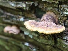 Fuscoporia