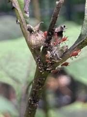 Macrosiphini
