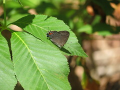 Satyrium calanus