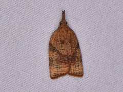 Platynota flavedana