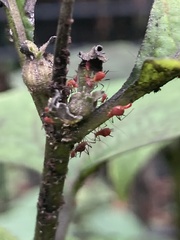 Macrosiphini