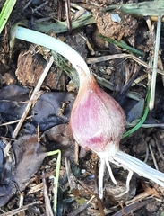 Allium vineale