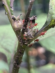 Macrosiphini