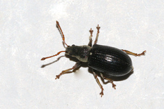 Phyllobius viridicollis