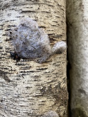 Jackrogersella multiformis